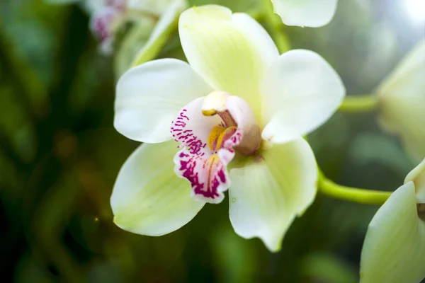 Fleur d'orchidée et fond de feuilles vertes avec lumière du soleil dans le jardin . — Photo