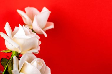 Beyaz gül yakın çekim arka plan olarak kullanabilirsiniz. Yumuşak odak.