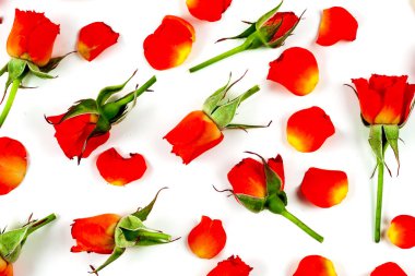 Beyaz arkaplanda kırmızı güller