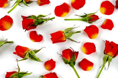 Beyaz arkaplanda kırmızı güller