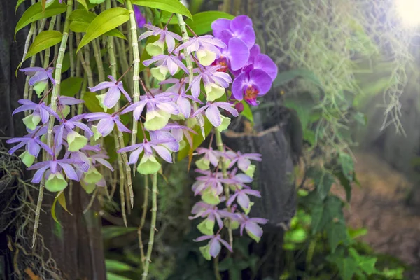 Fleur d'orchidée et fond de feuilles vertes avec lumière du soleil dans le jardin . — Photo