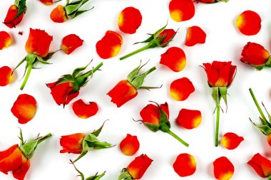 Beyaz arkaplanda kırmızı güller