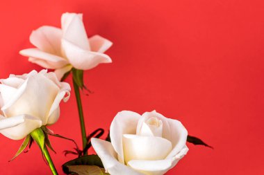 Beyaz gül yakın çekim arka plan olarak kullanabilirsiniz. Yumuşak odak.