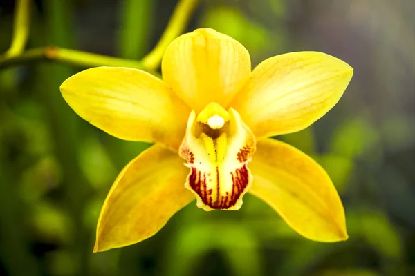 Fleur d'orchidée et fond de feuilles vertes avec lumière du soleil dans le jardin . — Photo