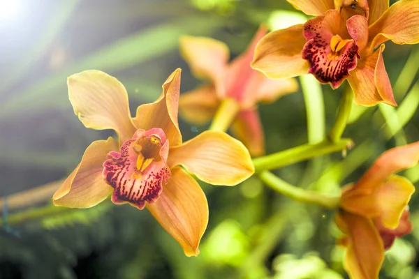 蘭の花と庭で太陽光で緑の葉の背景. — ストック写真