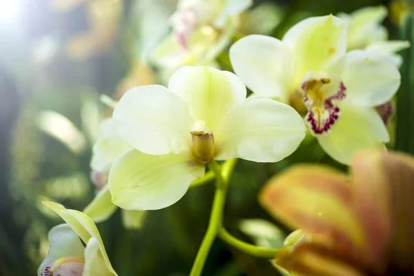 Fleur d'orchidée et fond de feuilles vertes avec lumière du soleil dans le jardin . — Photo