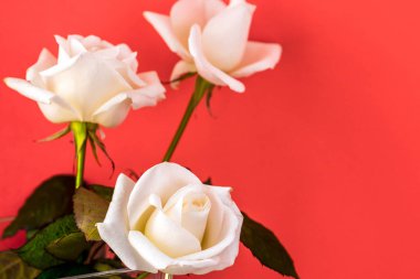 Beyaz gül yakın çekim arka plan olarak kullanabilirsiniz. Yumuşak odak.