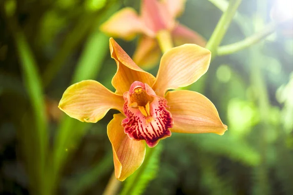 Fleur d'orchidée et fond de feuilles vertes avec lumière du soleil dans le jardin . — Photo