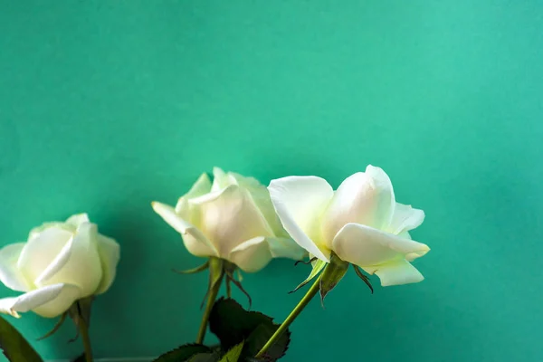 Rosa blanca primer plano puede utilizar como fondo. Enfoque suave . — Foto de Stock