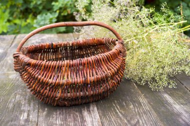 Alternatif ilaç. Kekik ve tıbbi ampuller. Gerekli yağlar