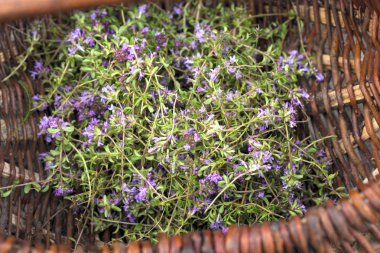 Alternatif ilaç. Kekik ve tıbbi ampuller. Gerekli yağlar