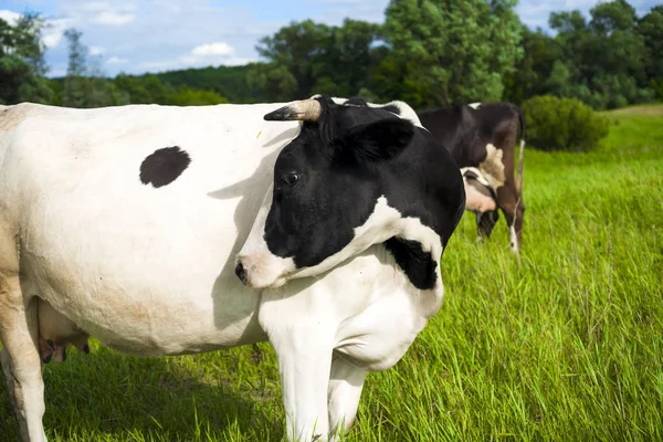 Vache dans un pâturage d'été. — Photo