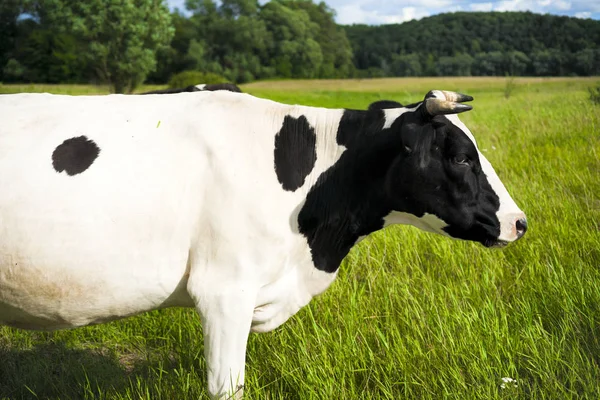 Vache dans un pâturage d'été. — Photo