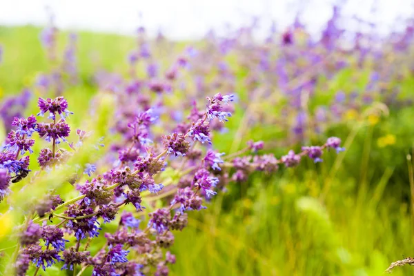 kır çiçekleri. Kır çiçeği çayır. çiçek buketleri. çiçek ve güzel yaprakları