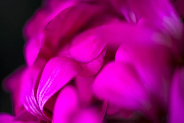 Linda fada sonhadora mágica rosa roxo flores no fundo embaçado desbotada — Fotografia de Stock