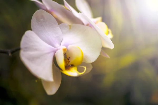 Fleur d'orchidée et fond de feuilles vertes avec lumière du soleil dans le jardin . — Photo