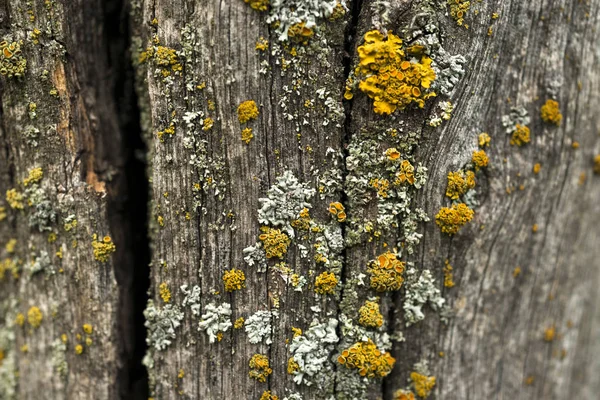 Textury z tmavého dřeva. přírodní pozadí. — Stock fotografie