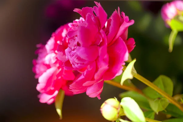 Pedónias cor-de-rosa no jardim. Peônia rosa florescente. Fechar-se de bela flor de Peonie rosa — Fotografia de Stock