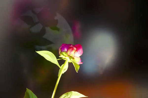 Pedónias cor-de-rosa no jardim. Peônia rosa florescente. Fechar-se de bela flor de Peonie rosa — Fotografia de Stock