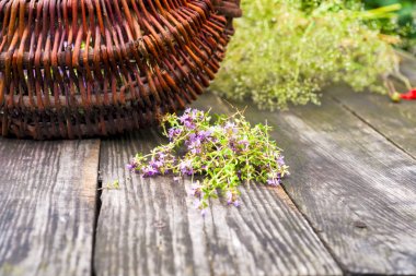 Alternatif ilaç. Kekik ve tıbbi ampuller. Gerekli yağlar