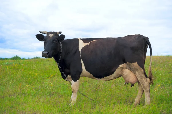Vaca em um pasto de verão. — Fotografia de Stock