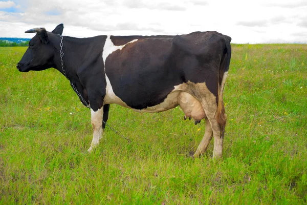 Vache dans un pâturage d'été. — Photo