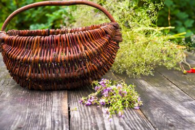 Alternatif ilaç. Kekik ve tıbbi ampuller. Gerekli yağlar