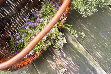 Alternatif ilaç. Kekik ve tıbbi ampuller. Gerekli yağlar