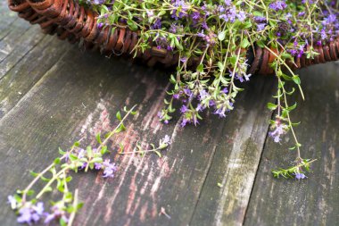 Alternatif ilaç. Kekik ve tıbbi ampuller. Gerekli yağlar