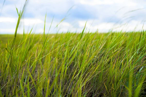 Close up of fresh thick grass with water drops in the early morning — Stock Photo, Image