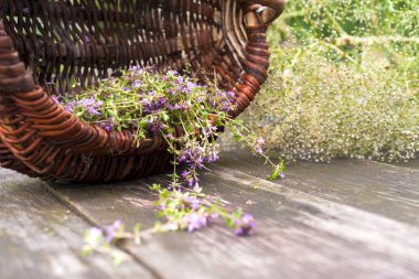 Alternatif ilaç. Kekik ve tıbbi ampuller. Gerekli yağlar