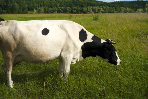 Vache dans un pâturage d'été. — Photo