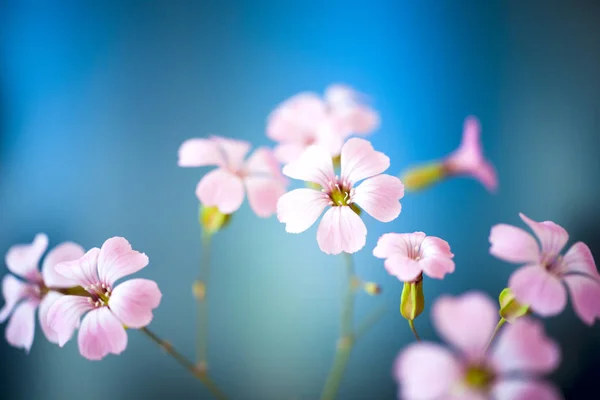 Százszorszép virág, kék ég, sekély Dof ellen. — Stock Fotó