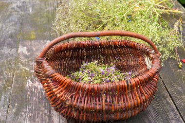 Alternatif ilaç. Kekik ve tıbbi ampuller. Gerekli yağlar