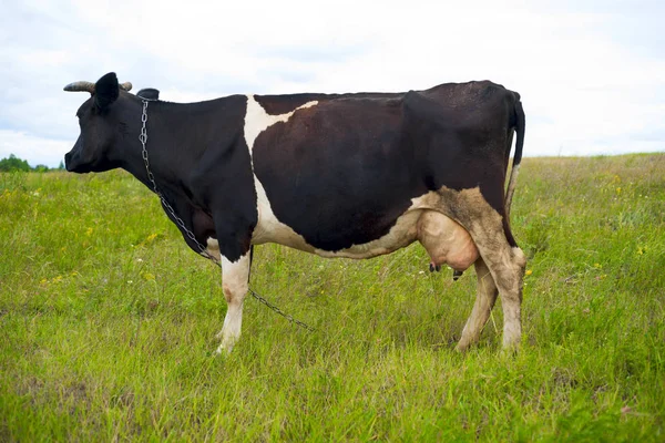 Ko på sommarbetesmark. — Stockfoto