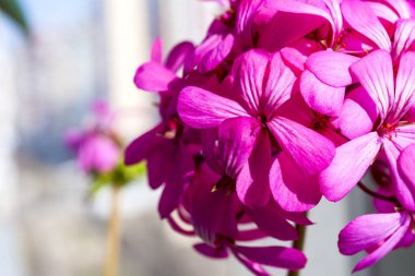 Güzel peri rüya gibi sihirli pembe mor çiçekler solmuş bulanık arka plan üzerinde