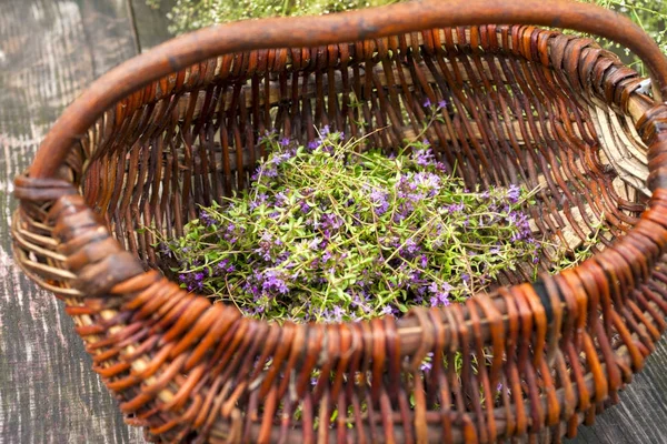 Alternatif ilaç. Kekik ve tıbbi ampuller. Gerekli yağlar