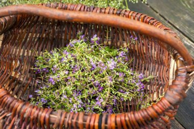 Alternatif ilaç. Kekik ve tıbbi ampuller. Gerekli yağlar