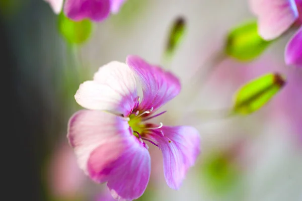 Daisy flower against blue sky, Shallow Dof. flores de primavera — Fotografia de Stock