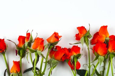 Beyaz arkaplanda kırmızı güller