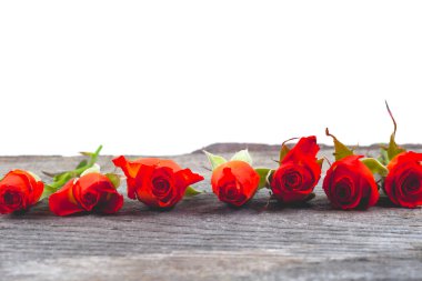 Beyaz arkaplanda kırmızı güller