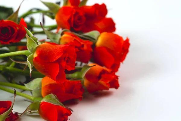 Rosas vermelhas sobre um fundo branco — Fotografia de Stock