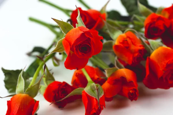 Rosas vermelhas sobre um fundo branco — Fotografia de Stock