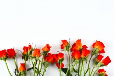 Beyaz arkaplanda kırmızı güller