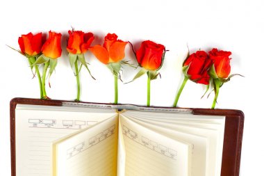 üstünde bir defter beyaz zemin üzerine kırmızı gül