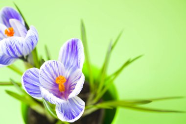 Çiğdem parlak renkli arka plan üzerinde. bahar çiçekleri.