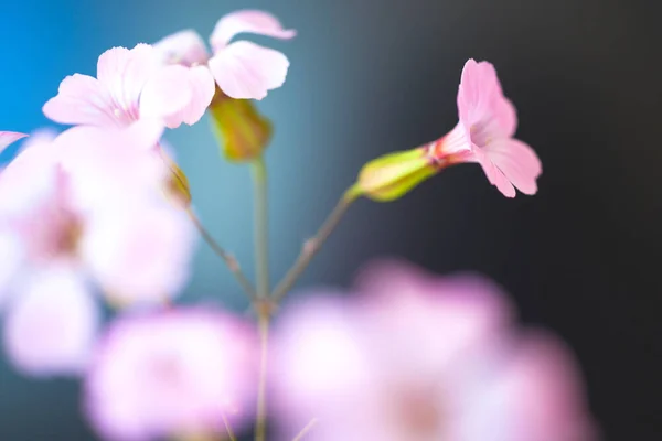 Fleur de marguerite contre le ciel bleu, Dof peu profond. fleurs de printemps — Photo