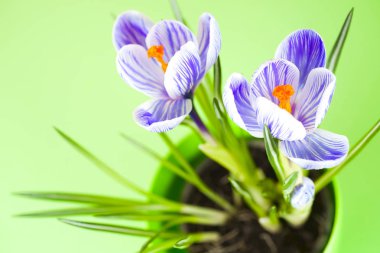 Çiğdem parlak renkli arka plan üzerinde. bahar çiçekleri.