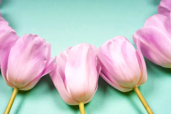 spring flowers banner - bunch of pink tulip flowers on blue sky background.