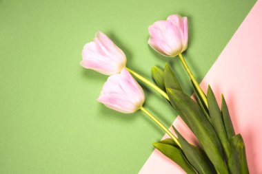 bahar çiçekleri banner - Pembe Lale çiçek mavi gökyüzü arka plan üzerinde grup.